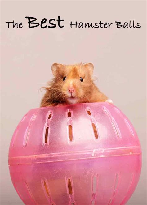 hamster ball for syrian hamster|Best Hamster Ball For Syrian, Dwarf and Robo Hamsters.